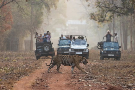 Avadale Tadoba - Stag Groups Not Allowed, Mohurli, India