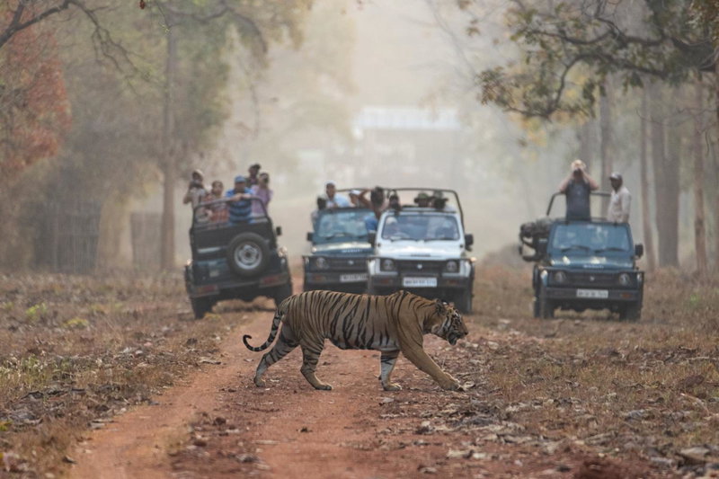 Avadale Tadoba - Stag Groups Not Allowed, Mohurli, India