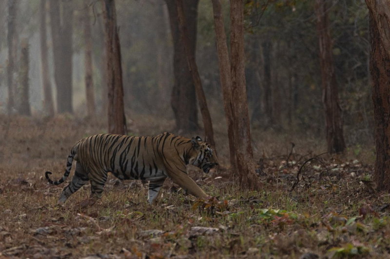 Avadale Tadoba - Stag Groups Not Allowed, Mohurli, India