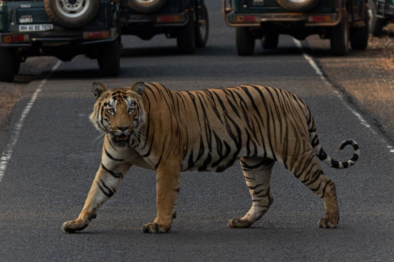 Avadale Tadoba - Stag Groups Not Allowed, Mohurli, India