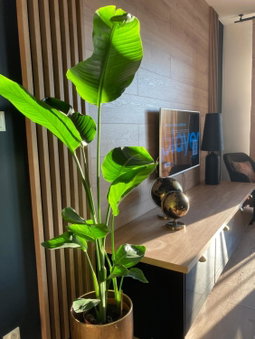 Apartamenty Termalne GREEN Apartment, Uniejow, Poland