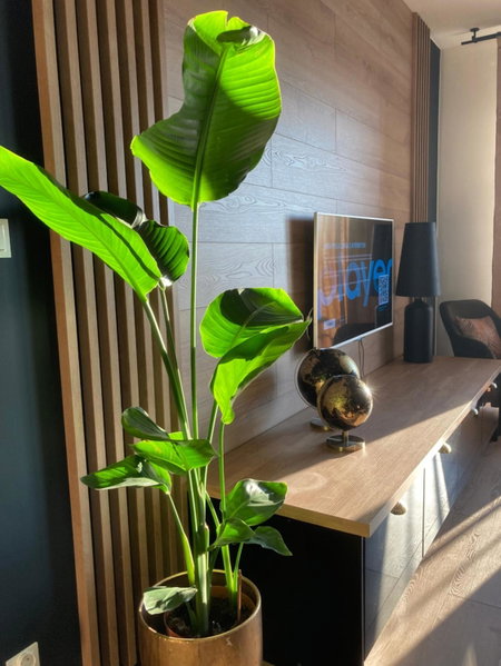 Apartamenty Termalne GREEN Apartment, Uniejow, Poland