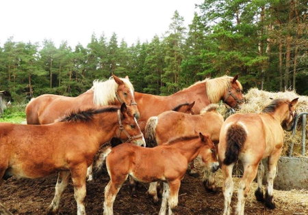 Mały Kaletnik, Kaletnik, Poland