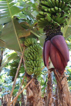 Banana Eco Camp, Angra do Heroísmo, Portugal