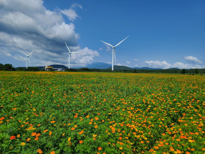 Brassica Flower Pension, Seogwipo, South Korea