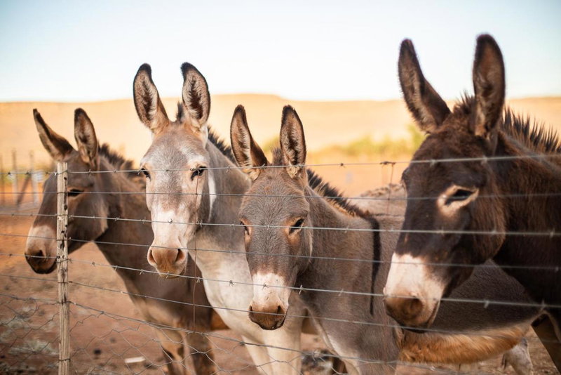 Donkieshoek Accommodation & Campsite, Welgemoed Street, Calvinia, Calvinia, South Africa