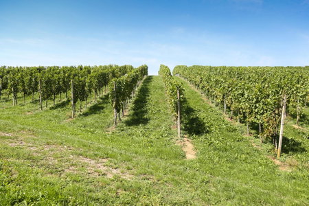 Weingut Assigal, Leibnitz, Austria
