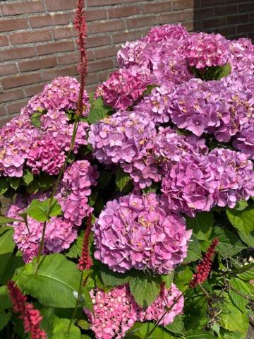 Bed and breakfast de Boerderij, Albergen, The Netherlands