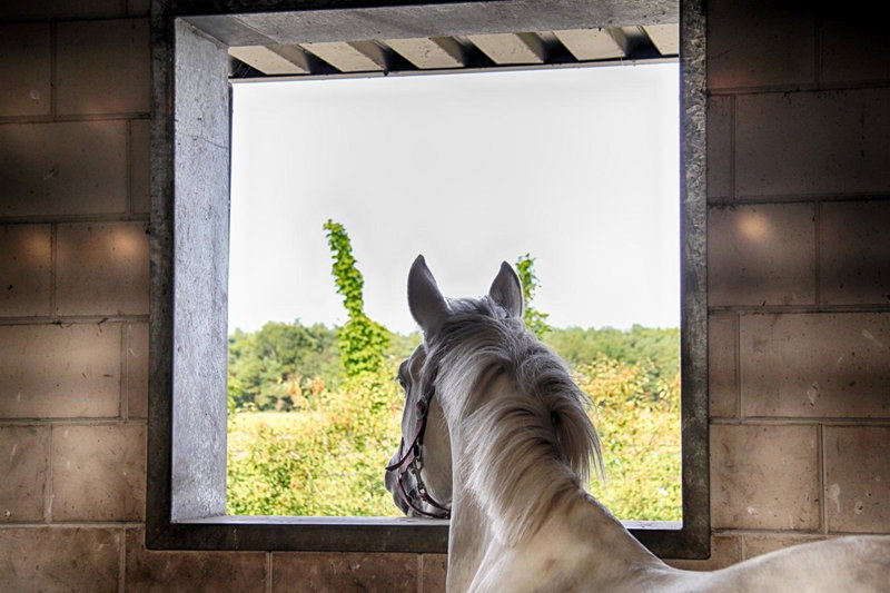 Horsetellerie Rheezerveen, Hardenberg, The Netherlands