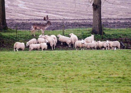 Bed & Breakfast De Schuur Inn, Numansdorp, The Netherlands