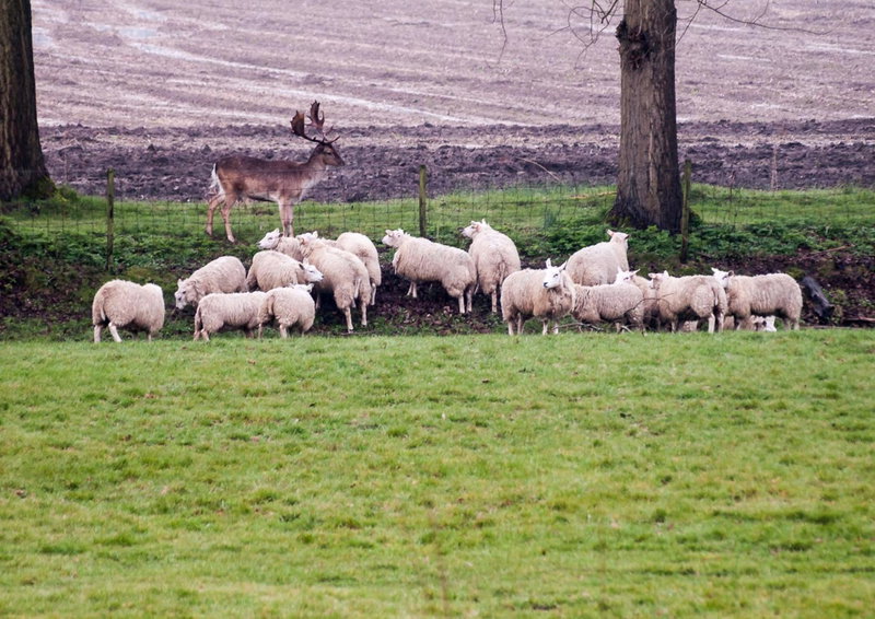 Bed & Breakfast De Schuur Inn, Numansdorp, The Netherlands