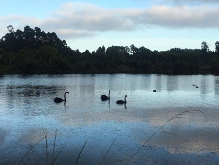 Calm Swan Villa, Christchurch, New Zealand