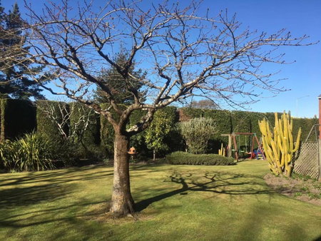 Calm Swan Villa, Christchurch, New Zealand