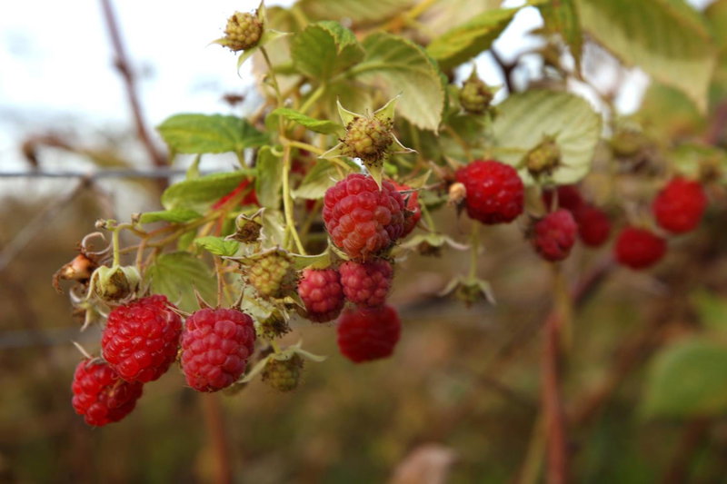 The Berry Farm Retreat, Hastings, New Zealand