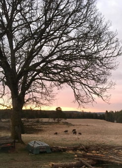 Stuga vid viltåker nära norska gränsen, Strömstad, Sweden