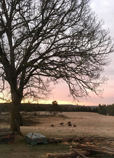 Stuga vid viltåker nära norska gränsen, Strömstad, Sweden