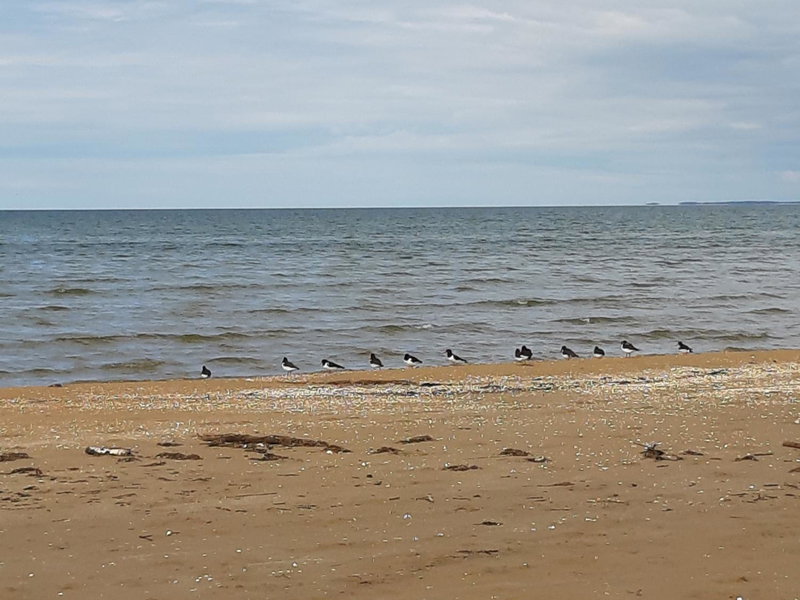 Strandläge, Skummeslövsstrand, Sweden