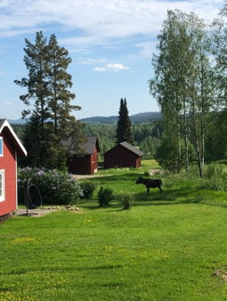 Mysig timmerstuga med braskamin nära Hovfjället, Torsby, Sweden