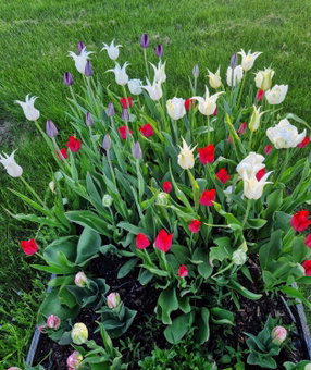 Kolmårdstorpet Blomsätter, Kolmården, Sweden