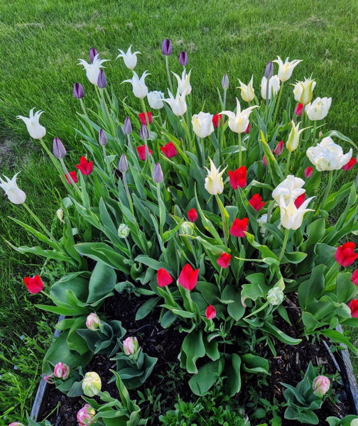 Kolmårdstorpet Blomsätter, Kolmården, Sweden