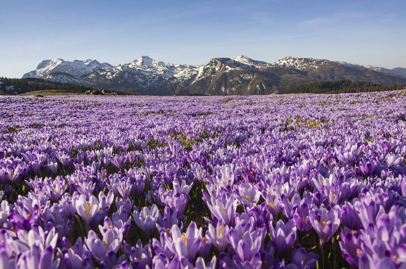 Koča Žafran - Velika planina, Kamnik, Slovenia