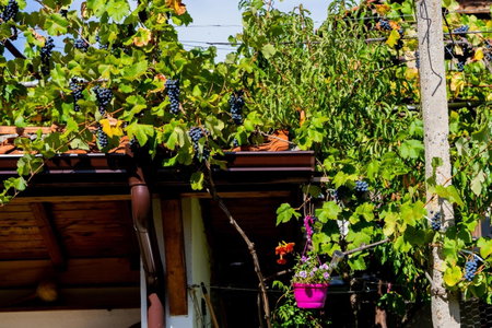 Къща за гости Лиляна, Resilovo, Bulgaria