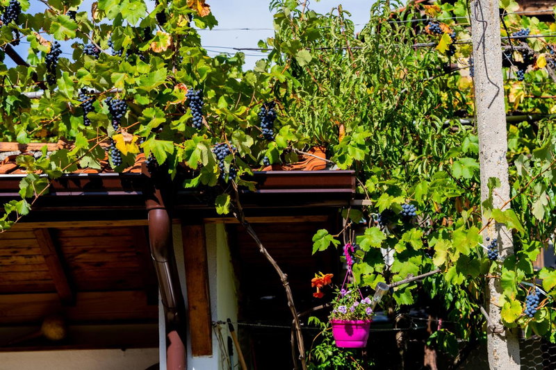 Къща за гости Лиляна, Resilovo, Bulgaria