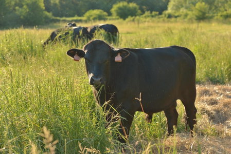 BIO Farma & Penzión Zlatý Hýľ, Nováčany, Slovaquie