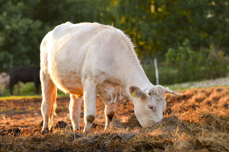 BIO Farma & Penzión Zlatý Hýľ, Nováčany, Slovaquie
