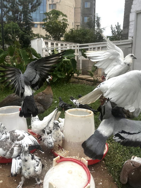 Rio Eco Gardens, Mlolongo, Kenya