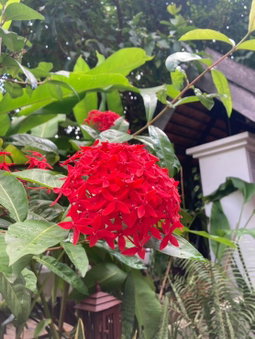 Wiriya House, Chiang Mai, Thailand