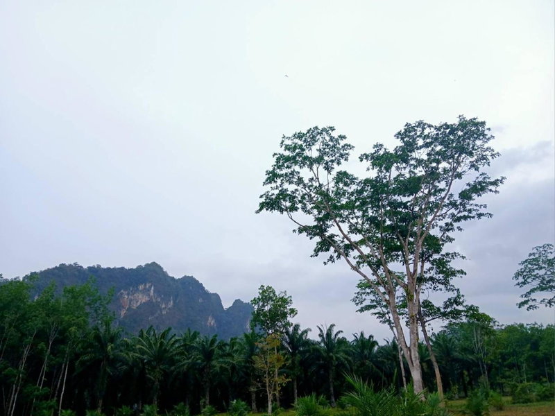 Bamboo House, Khao Sok, Thailand