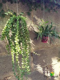 Baan Baimai Boutique Room, Phra Nakhon Si Ayutthaya, Thailand