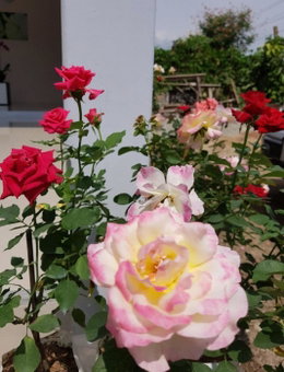 DE ROSE Hotel Chiang Mai, Chiang Mai, Thailand