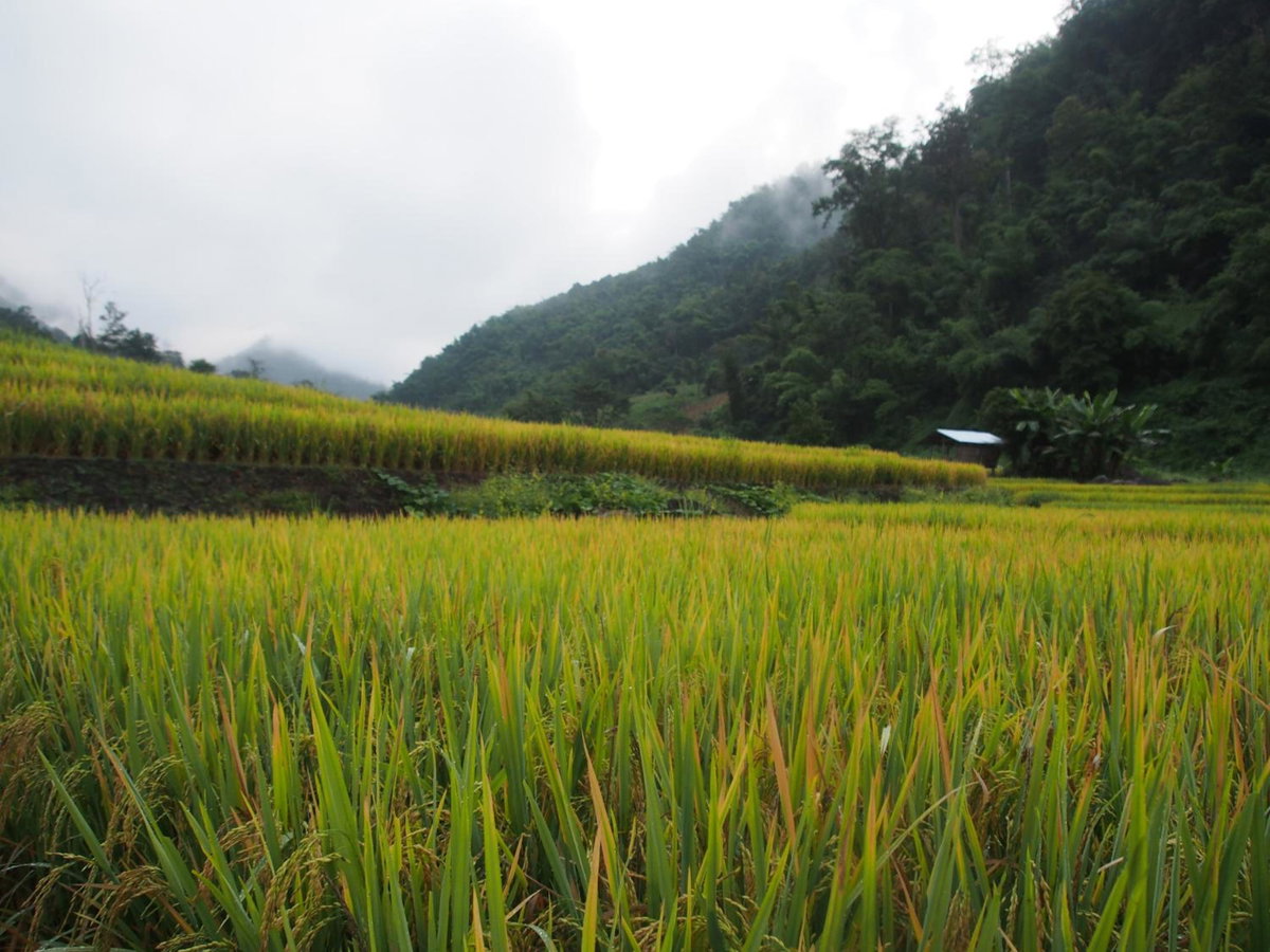 Hotel · KowitFarmstay, Ban Mae Pan Noi