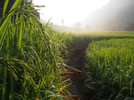 KowitFarmstay, Ban Mae Pan Noi, Thailand