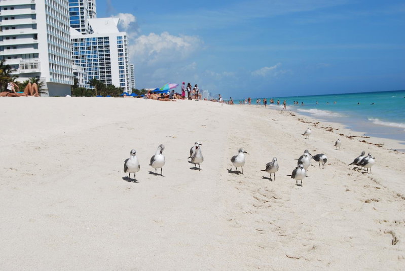 Monte Carlo by Miami Vacations, Miami Beach, United States