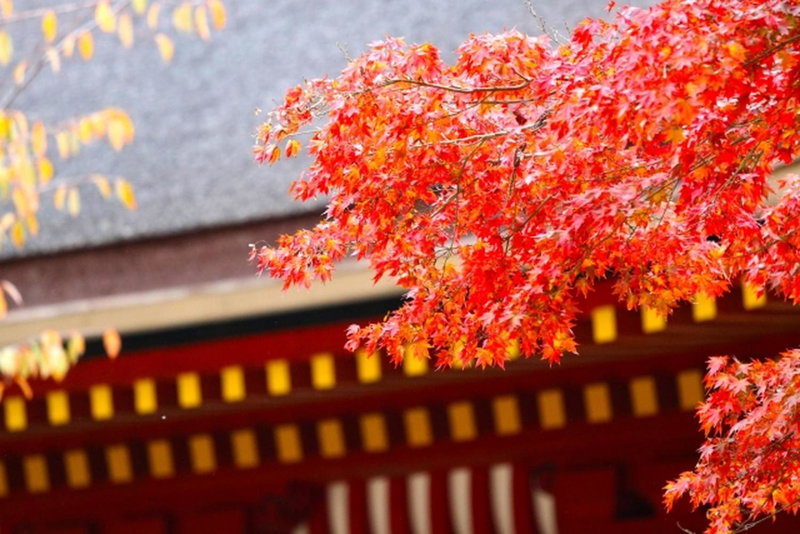 Stay SAKURA Kyoto Gion Miyagawacho, Kyoto, Japan