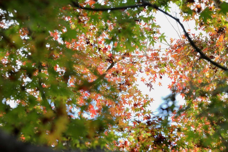 RokuRoku, Kyoto, Japan