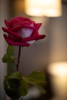 Hotel Continental, Angers, France