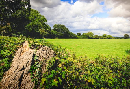 Oak Mead, Wrexham, United Kingdom