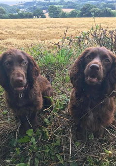 Penmorvah Manor Hotel, Falmouth, United Kingdom