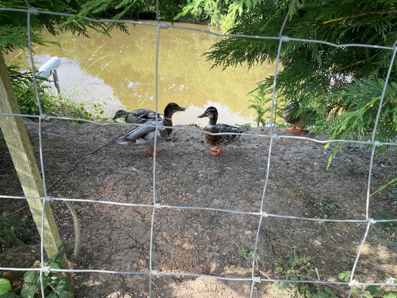Mallard s Retreat, Blandford Forum, United Kingdom