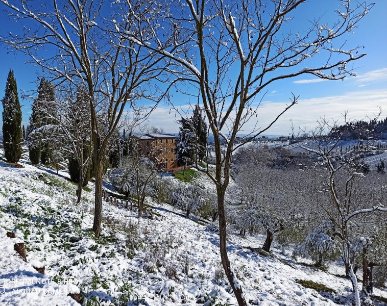 Rocca degli Olivi, San Gimignano, Italy