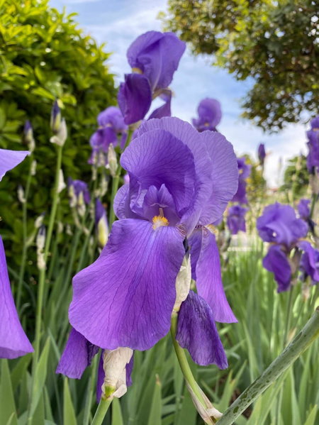 Iris Hotel, Erbusco, Italy