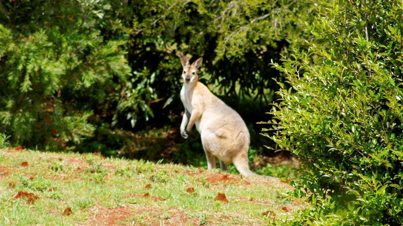 La Dolce Vita, Beechmont, Australia