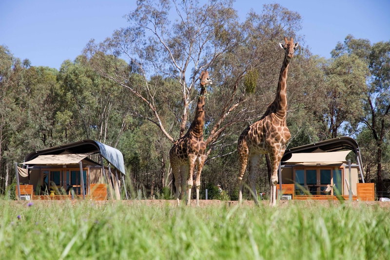 Zoofari Lodge at Taronga Western Plains, Dubbo, Australia