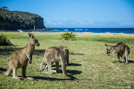Joalah Holiday Park, Durras, Australia