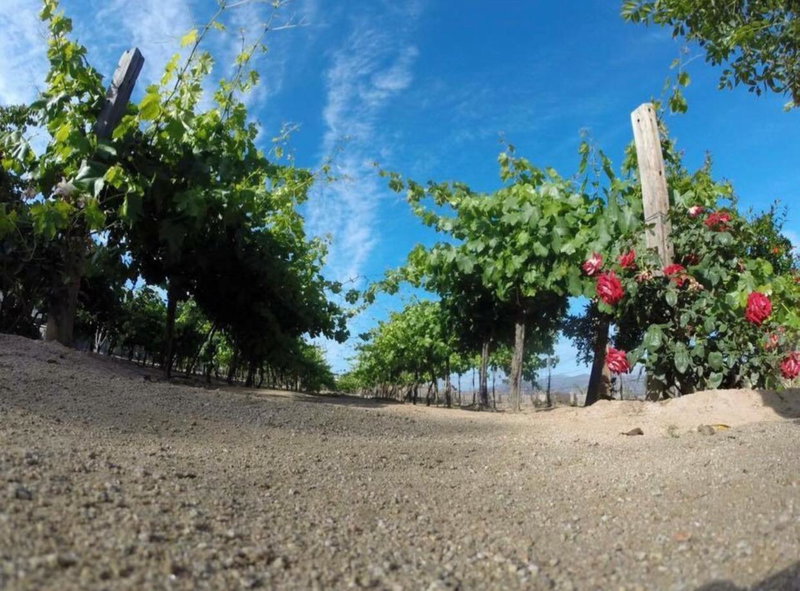 Finca Chavez, Ensenada, Mexico