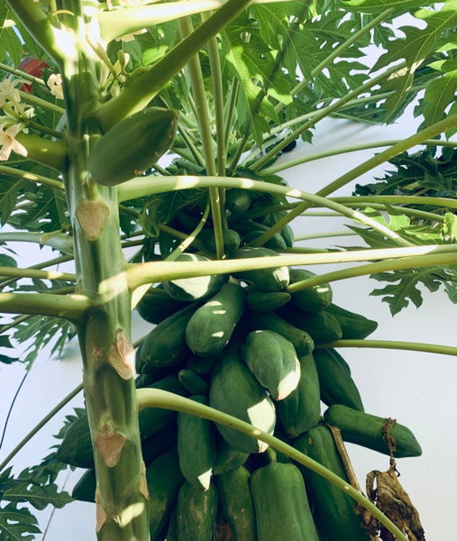 Pousada Delta Chalés, Tutóia, Brazil